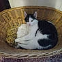 cat, black_and_white, basket, stuffed_toy, leopard_print, indoor, pet, feline, resting, animal, cozy, floor, wall, cute, domestic, fur, sleepy, relaxed, home, texture