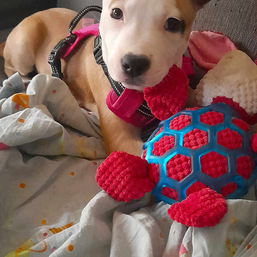 Hatena participe au concours pour gagner de l'argent avec cette photo : accessories, animal, ball, blanket, bulldog, canine, couch, cushion, dog, football, furniture, homedecor, hound, linen, pet, pitbull, puppy, soccer, soccerball, sport