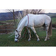 Tip Top a rejoint le concours — aidez-le/la à gagner de superbes lots ! bridle, fauna, grass, grazing, horse, horse_harness, horse_like_mammal, horse_supplies, horse_tack, livestock, mane, mare, mustang_horse, neck, pack_animal, pasture, pony, rein, snout, stallion