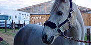 Tip Top participe au concours pour gagner de l'argent avec cette photo : bridle, halter, horse, horse_harness, horse_like_mammal, horse_supplies, horse_tack, mane, mare, mustang_horse, rein, snout, stallion