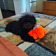 Dior is registered to the contest to win money with this photo: bed, bedroom, black_puppy, blanket, cozy, cute, dark_eyes, dog, dresser, furniture, furry, indoor, lying_down, orange_toy, pet, playful, plush_toy, puppy, small_dog, toy