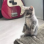 Abu a rejoint le concours — aidez-le/la à gagner de superbes lots ! armrest, cat, couch, cozy, curious, cute, floor, furniture, gray_fur, guitar, home, indoor, kitten, light, musical_instrument, pet, small, standing, striped, young_animal