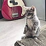 armrest, cat, couch, cozy, curious, cute, floor, furniture, gray_fur, guitar, home, indoor, kitten, light, musical_instrument, pet, small, standing, striped, young_animal