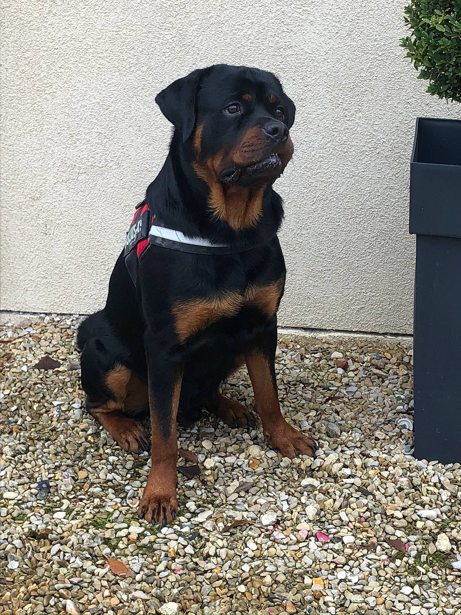 Boyka participe au concours pour gagner de l'argent avec cette photo : austrian_black_and_tan_hound, canidae, carlin_pinscher, carnivore, companion_dog, dog, dog_breed, fawn, guard_dog, hunting_dog, mammal, molosser, rottweiler, snout, sporting_group, vertebrate, working_dog