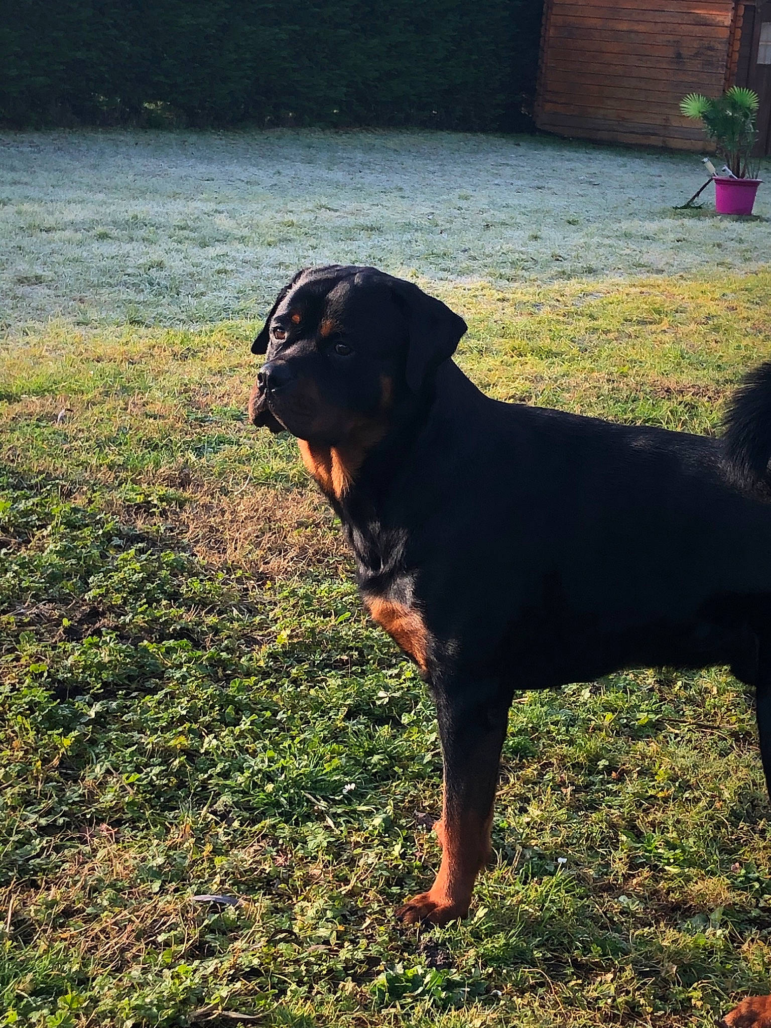 Boyka a rejoint le concours — aidez-le/la à gagner de superbes lots ! austrian_black_and_tan_hound, canidae, carlin_pinscher, carnivore, dog, dog_breed, german_pinscher, grass, guard_dog, hunting_dog, mammal, plant, rottweiler, sky, vertebrate, working_dog