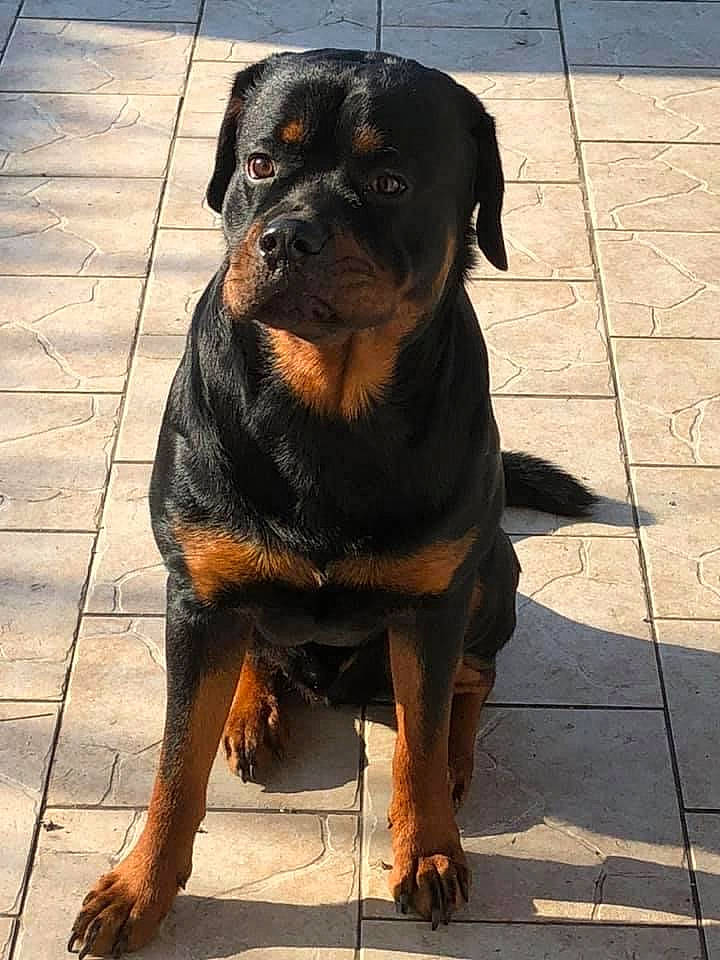 Boyka participe au concours pour gagner de l'argent avec cette photo : austrian_black_and_tan_hound, canidae, carlin_pinscher, carnivore, companion_dog, dog, dog_breed, fawn, hunting_dog, mammal, molosser, polish_hunting_dog, rare_breed_dog, rottweiler, snout, sporting_group, vertebrate, working_dog