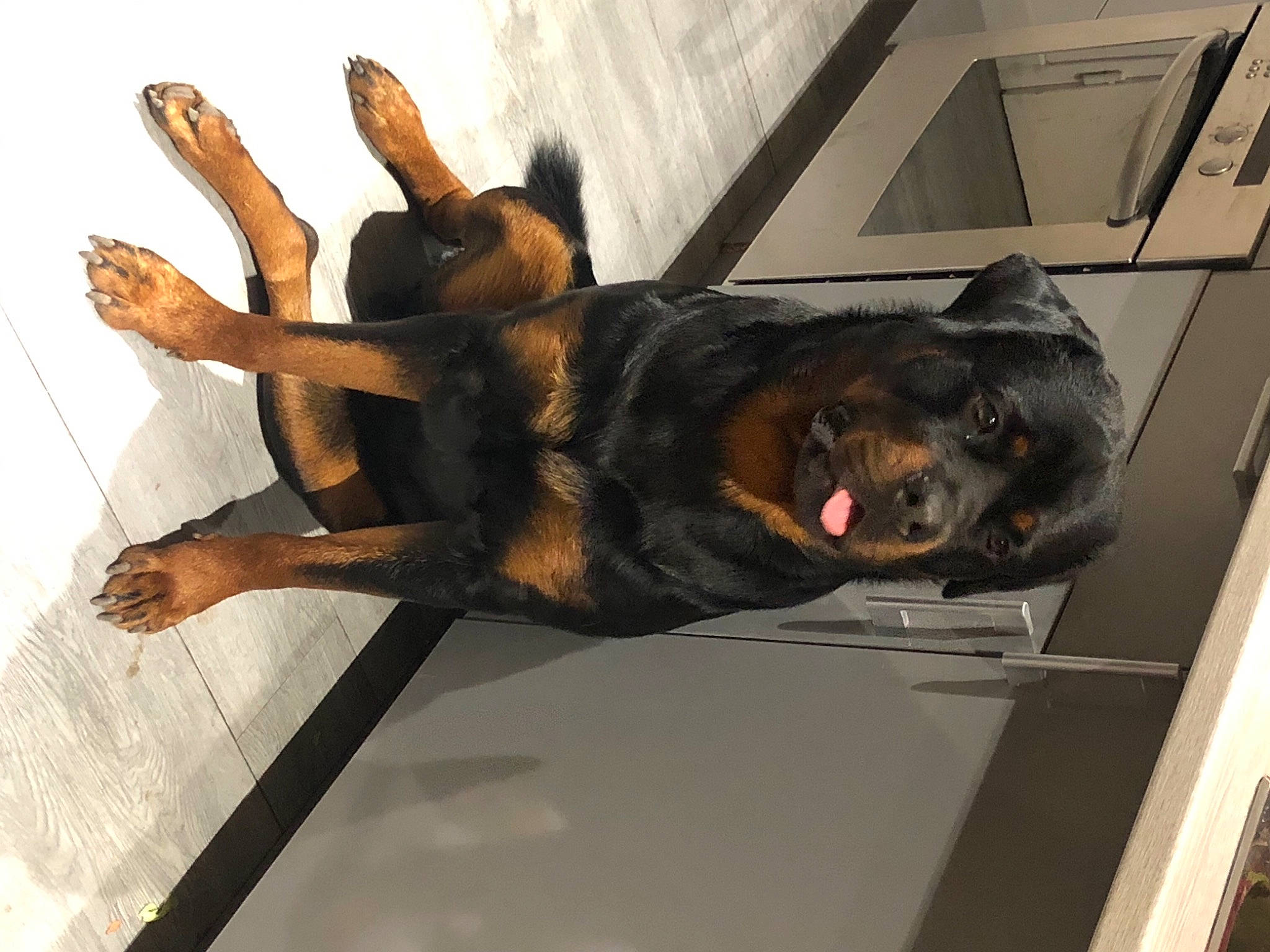 Boyka participe au concours pour gagner de l'argent avec cette photo : beauceron, canidae, carnivore, dog, dog_breed, police_dog, rottweiler, snout, working_dog