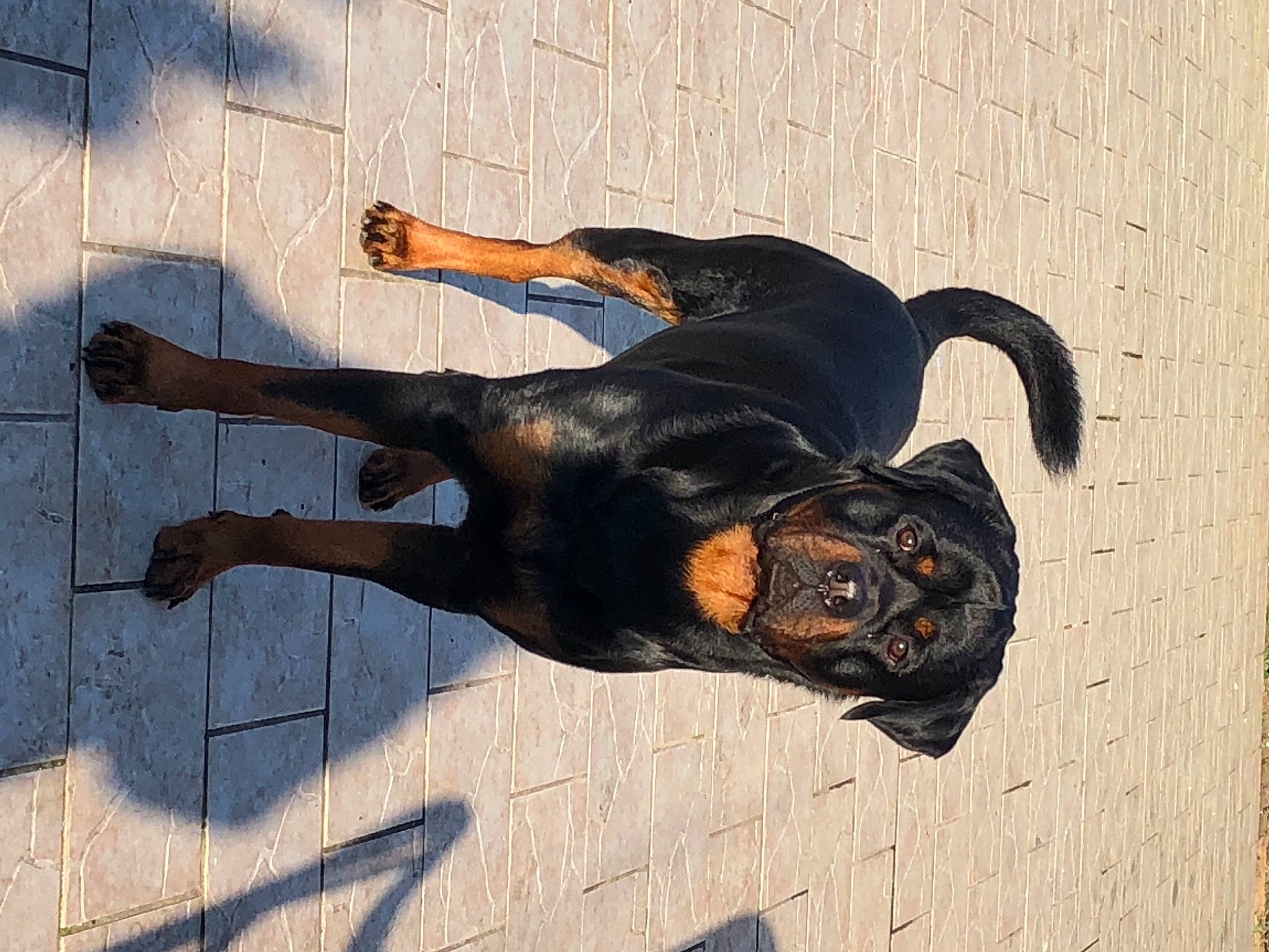 Boyka a rejoint le concours — aidez-le/la à gagner de superbes lots ! black, brown, canidae, carnivore, companion_dog, dog, dog_breed, fur, guard_dog, hound, hunting_dog, organism, paw, shadow, snout, sporting_group, tail, terrestrial_animal, vertebrate, working_animal