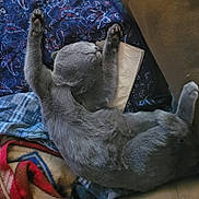 Loki is registered to the contest to win money with this photo: cat, gray_cat, stretching, paws, blanket, fabric, cozy, indoor, pet, relaxed, feline, fur, nap, resting, animal, cute, soft, claw, sleeping, comfort