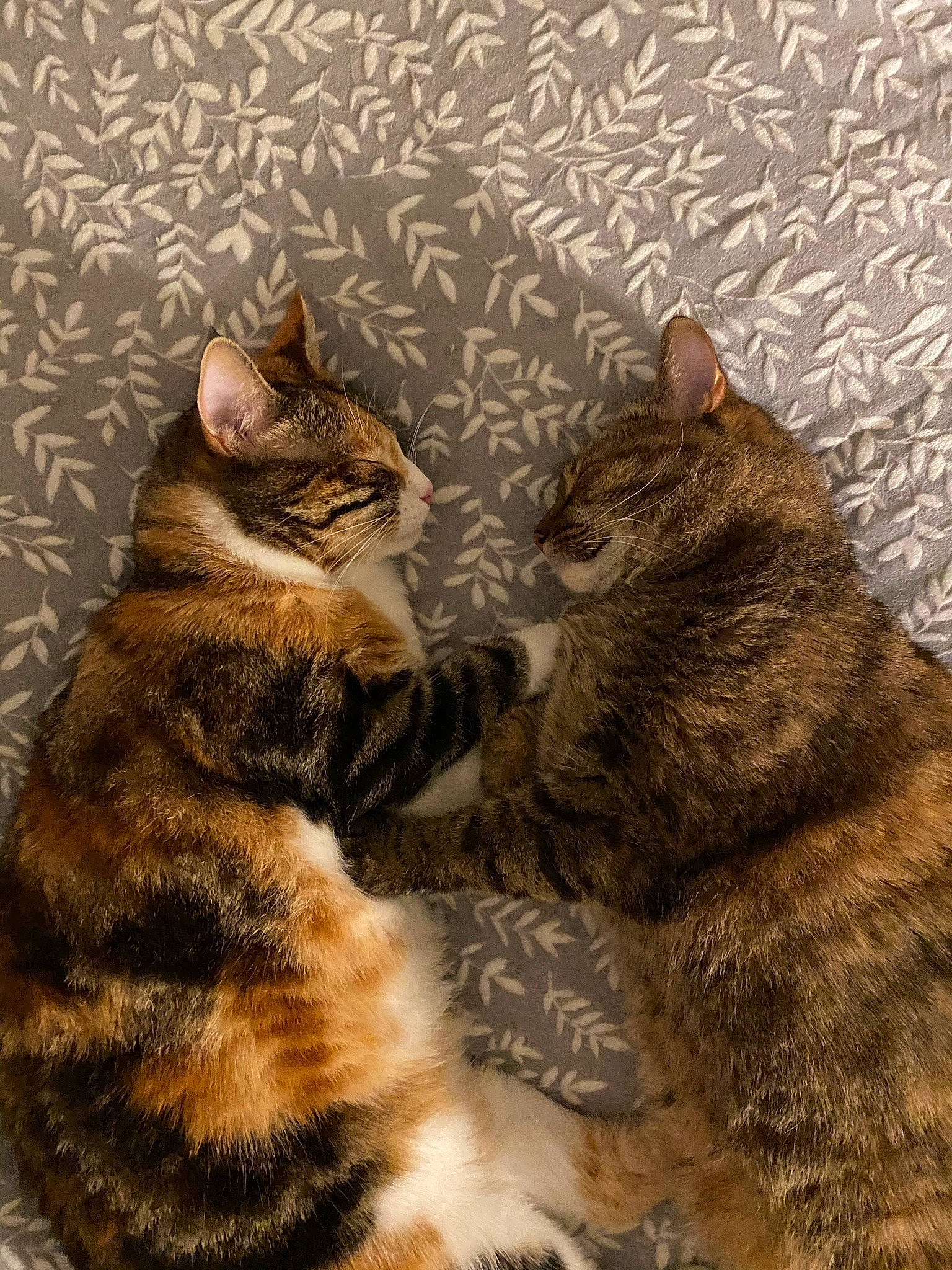 Jeannine a rejoint le concours — aidez-le/la à gagner de superbes lots ! art, brown, carnivore, cat, domestic_short_haired_cat, fawn, felidae, fur, mammal, pattern, paw, small_to_medium_sized_cats, snout, tail, terrestrial_animal, vertebrate, whiskers, wildlife