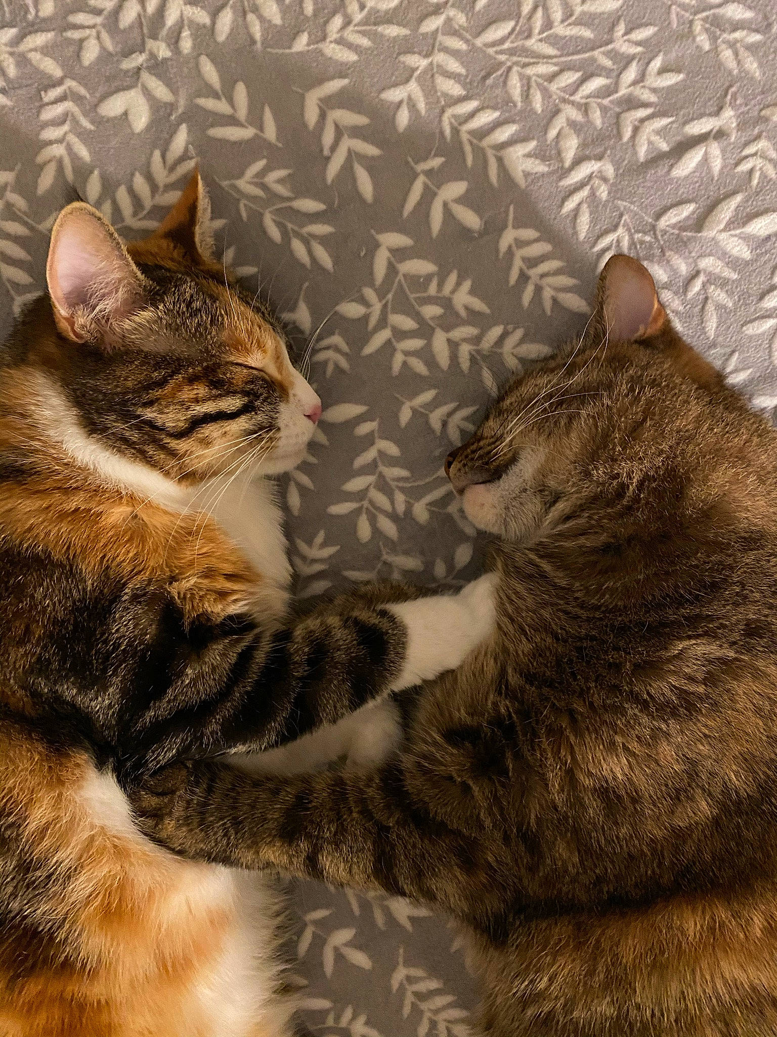 Jeannine a rejoint le concours — aidez-le/la à gagner de superbes lots ! carnivore, cat, claw, comfort, domestic_short_haired_cat, fawn, felidae, fur, grey, mammal, nap, paw, sitting, small_to_medium_sized_cats, tail, terrestrial_animal, vertebrate, whiskers, wildlife