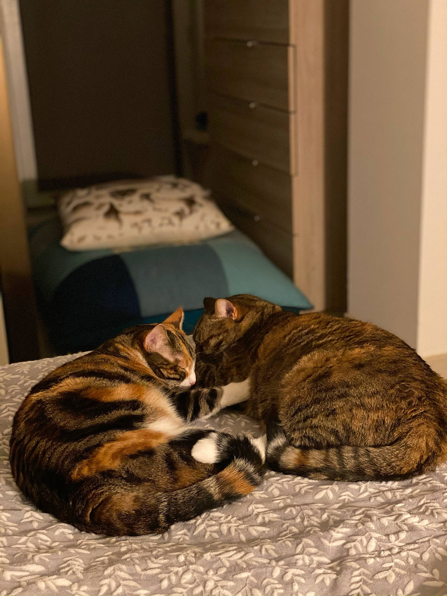 Jeannine participe au concours pour gagner de l'argent avec cette photo : brown, carnivore, cat, comfort, domestic_short_haired_cat, door, fawn, felidae, flooring, fur, grey, nap, paw, room, small_to_medium_sized_cats, snout, tail, terrestrial_animal, whiskers, wood