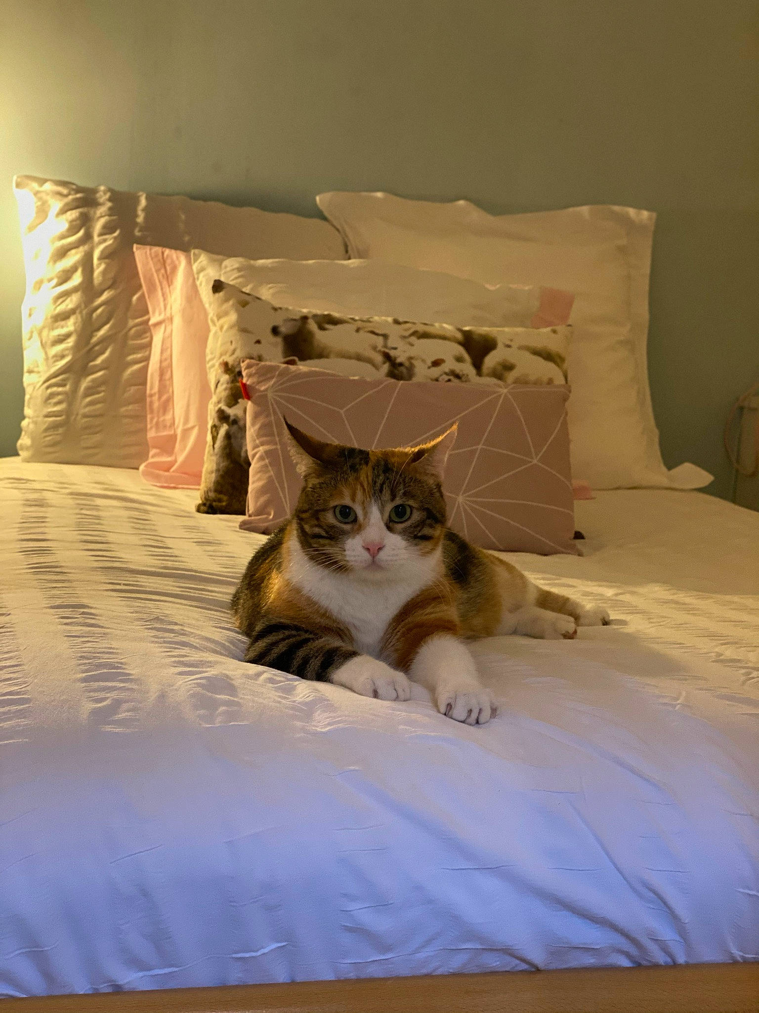 Jeannine a rejoint le concours — aidez-le/la à gagner de superbes lots ! bed, bed_sheet, bedding, bedroom, carnivore, cat, comfort, duvet, felidae, floor, flooring, grey, hardwood, linens, nightstand, pillow, small_to_medium_sized_cats, textile, whiskers, wood
