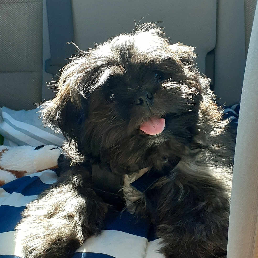 Benny is registered to the contest to win money with this photo: affenpinscher, animal, bodypart, canine, car, car_interior, carseat, cockerspaniel, couch, cushion, dog, furniture, homedecor, mouth, pet, poodle, puppy, terrier, transportation, vehicle
