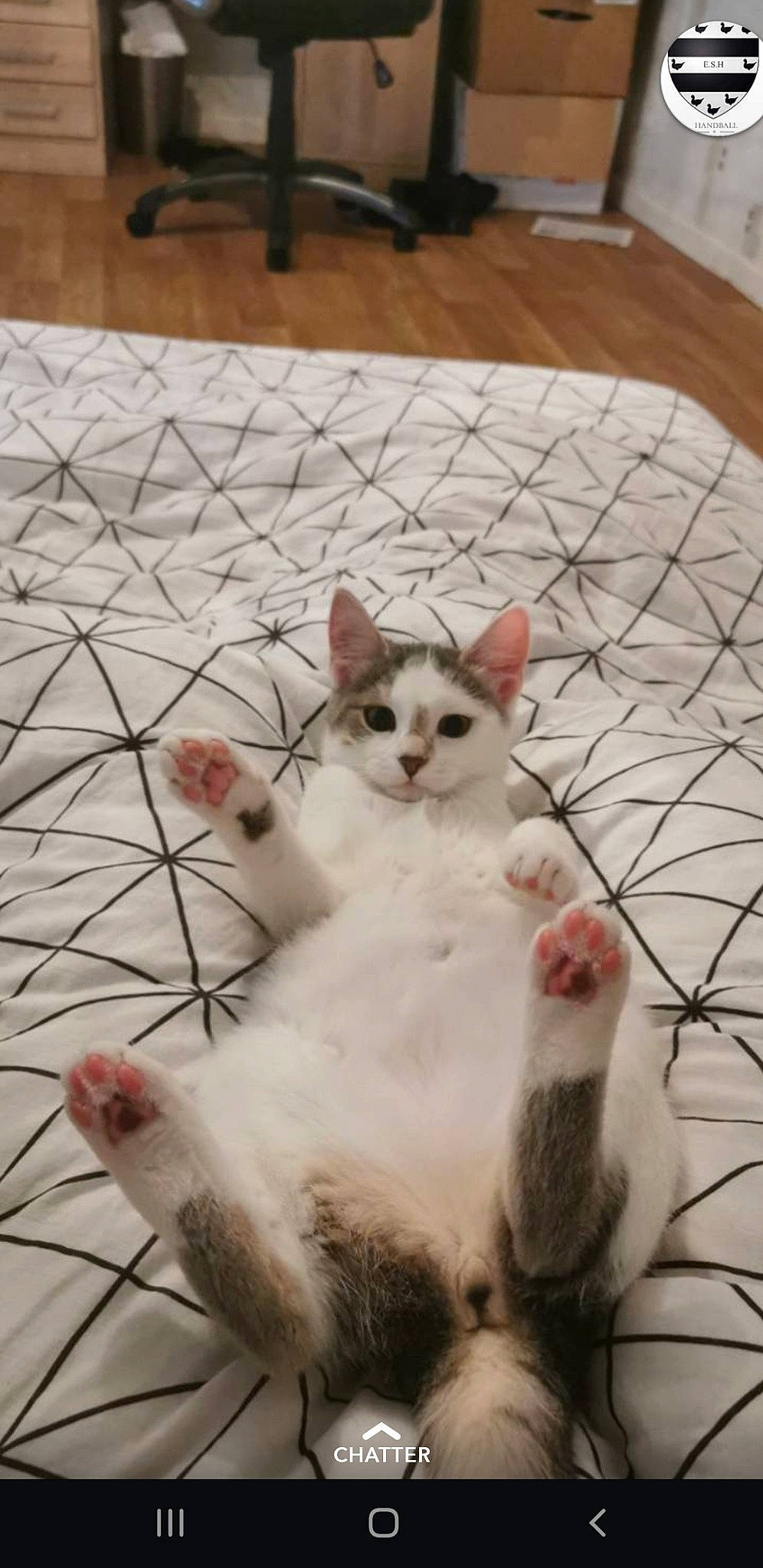 Perle a rejoint le concours — aidez-le/la à gagner de superbes lots ! carnivore, cat, claw, domestic_short_haired_cat, eye, fawn, felidae, flooring, foot, fur, hardwood, line, paw, sitting, small_to_medium_sized_cats, snout, tail, vehicle_registration_plate, whiskers, wood