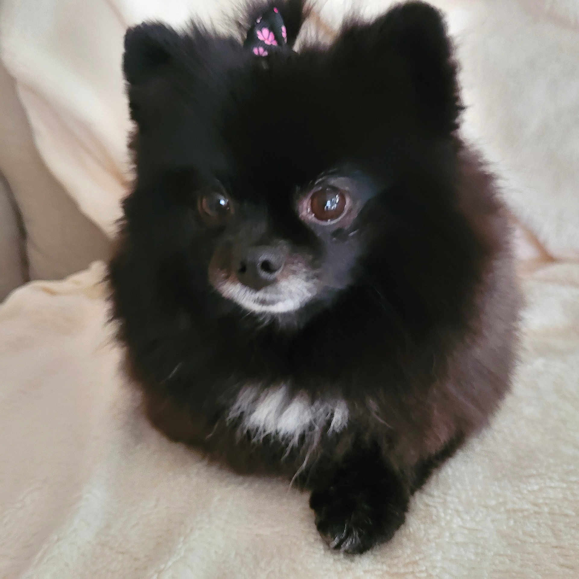 Tartine a rejoint le concours — aidez-le/la à gagner de superbes lots ! dog, pomeranian, black_fur, bow, pet, cute, fluffy, animal, indoor, blanket, soft_texture, small_dog, brown_eyes, fur, paw, companion, domestic_animal, resting, adorable, closeup