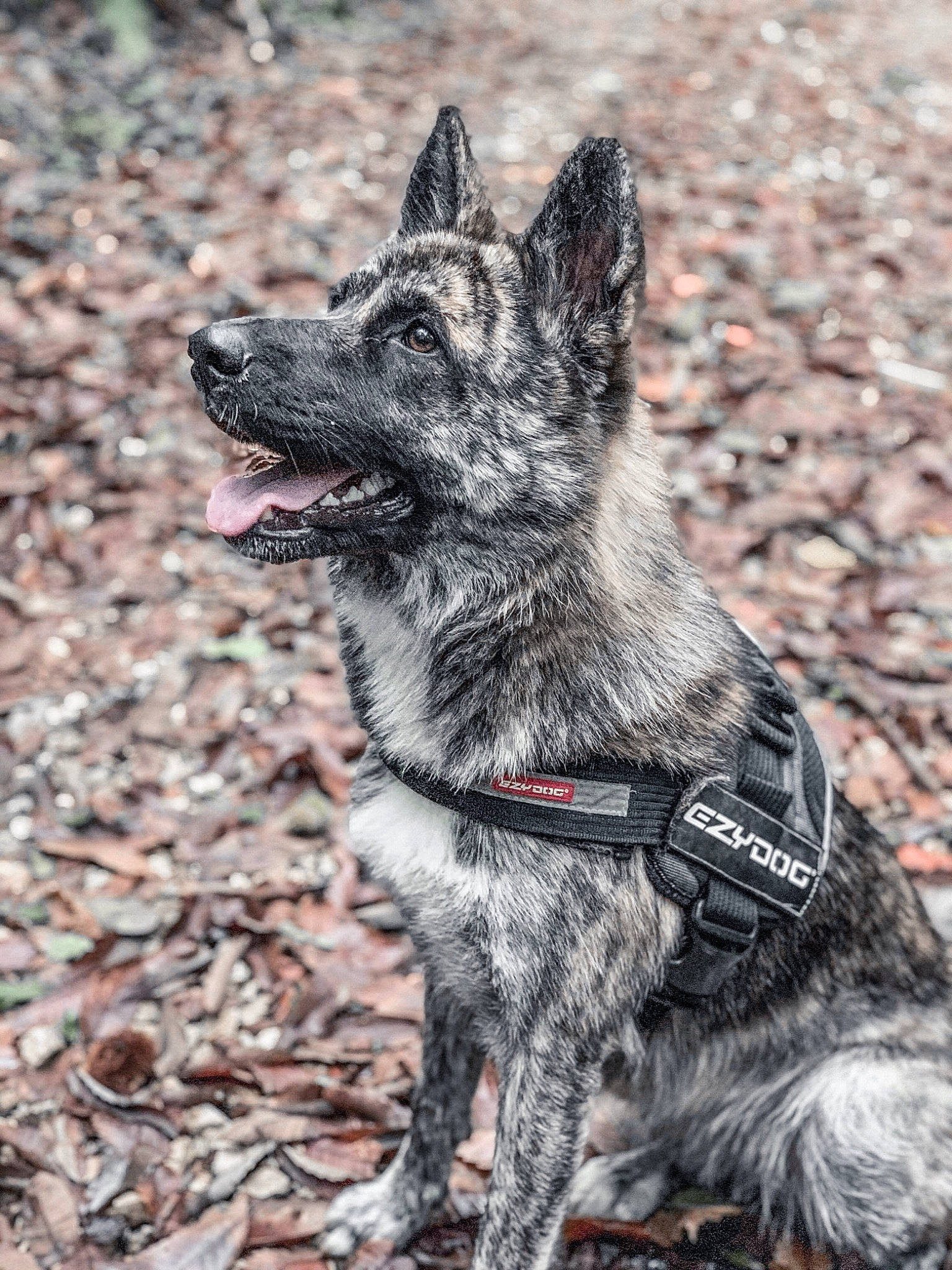 Atila a rejoint le concours — aidez-le/la à gagner de superbes lots ! bouvier_des_ardennes, canidae, carnivore, dog, dog_breed, dutch_shepherd_dog, kai_ken, mammal, mudi, norwegian_elkhound, rare_breed_dog, snout, sporting_group, vertebrate, working_dog