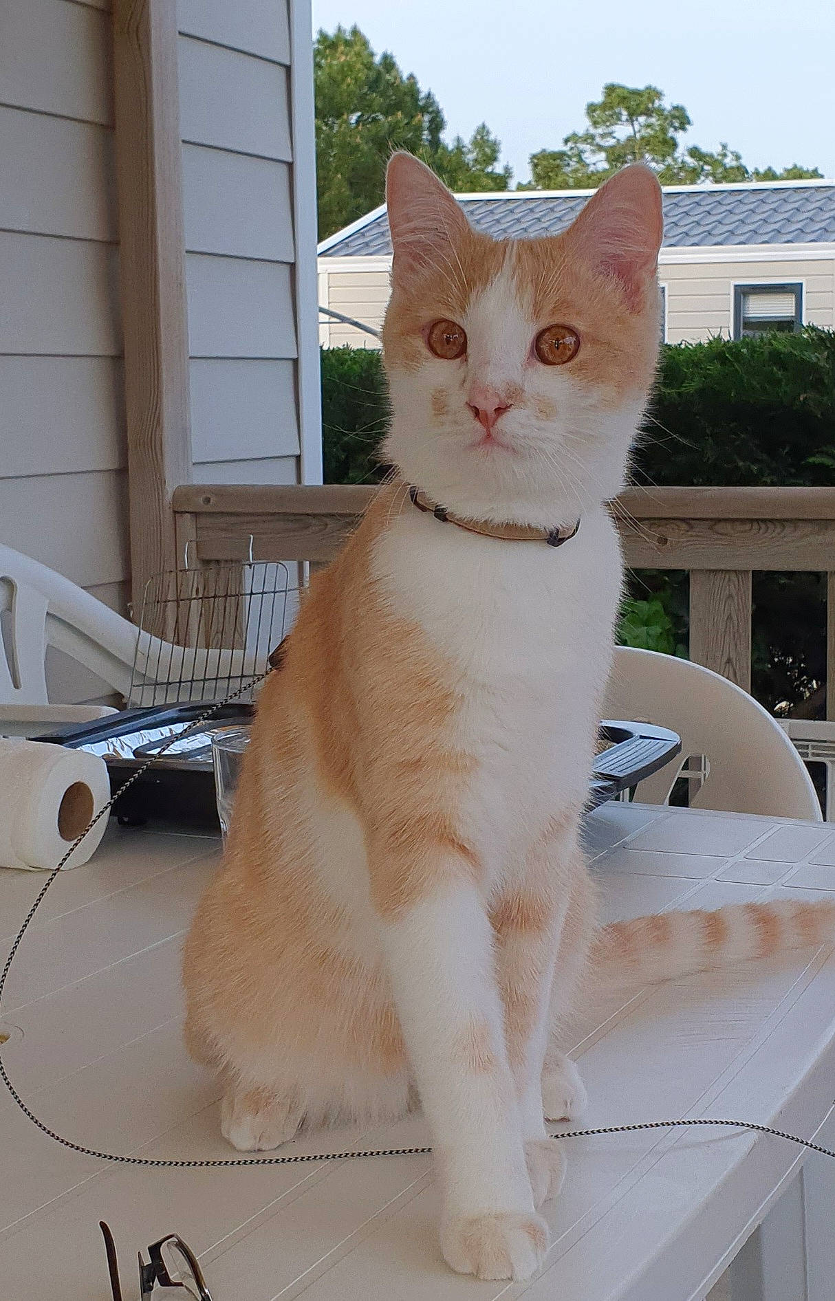 Sonic participe au concours pour gagner de l'argent avec cette photo : carnivore, cat, domestic_short_haired_cat, fawn, felidae, fur, paw, pet_supply, sitting, sky, small_to_medium_sized_cats, tail, tree, whiskers, window, wood