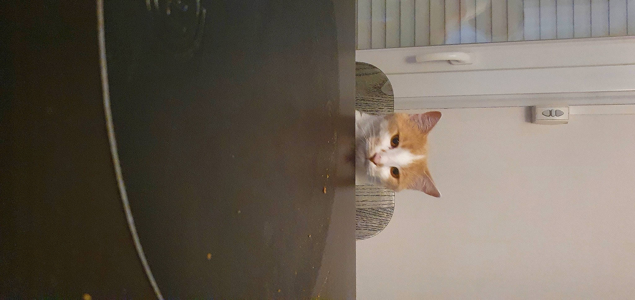 Sonic participe au concours pour gagner de l'argent avec cette photo : carnivore, cat, ceiling, circle, domestic_short_haired_cat, fawn, felidae, fur, hardwood, plaster, room, small_to_medium_sized_cats, tail, whiskers, window, wood