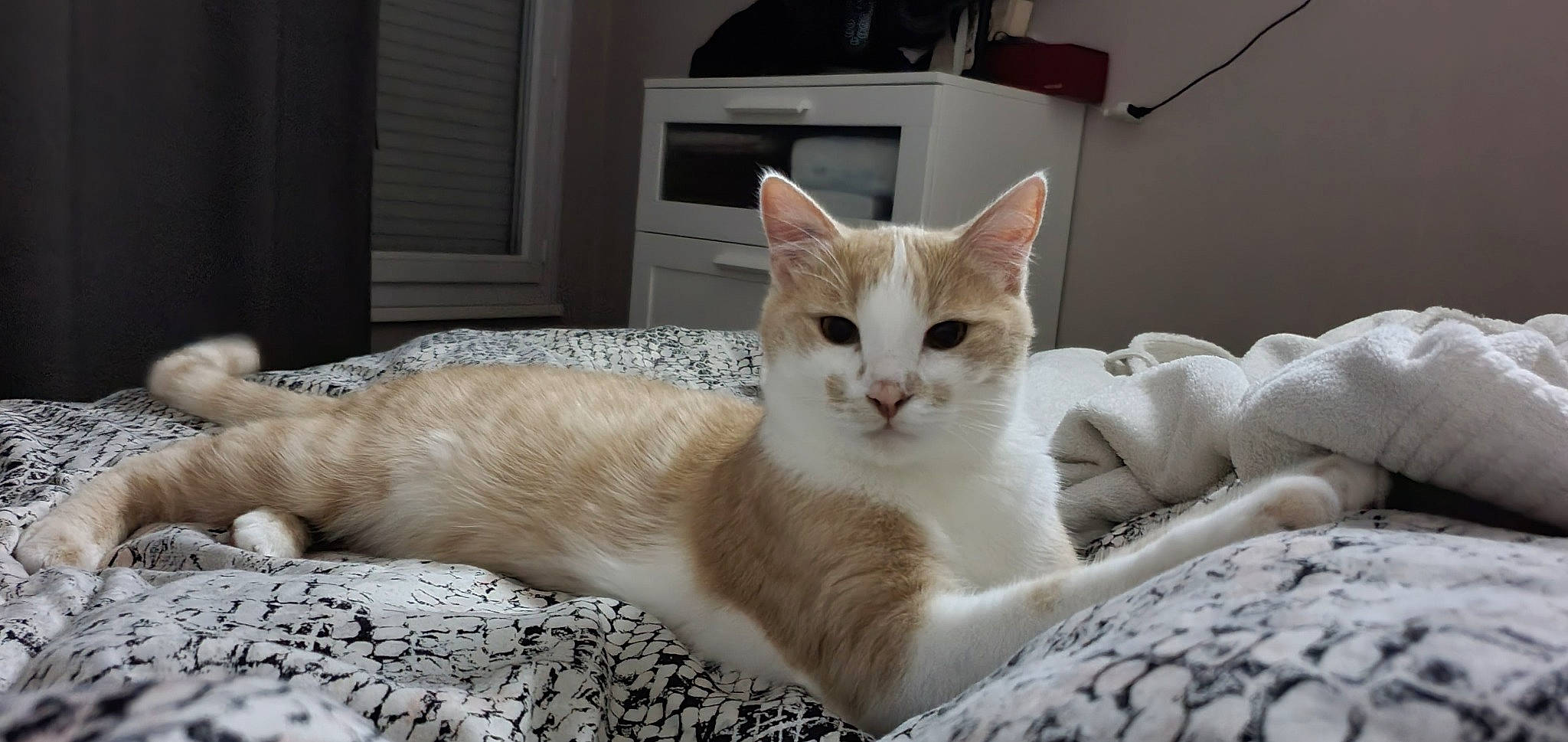 Sonic participe au concours pour gagner de l'argent avec cette photo : cabinetry, carnivore, cat, claw, comfort, domestic_short_haired_cat, fawn, felidae, fur, home_appliance, paw, sitting, small_to_medium_sized_cats, snout, tail, television, terrestrial_animal, whiskers