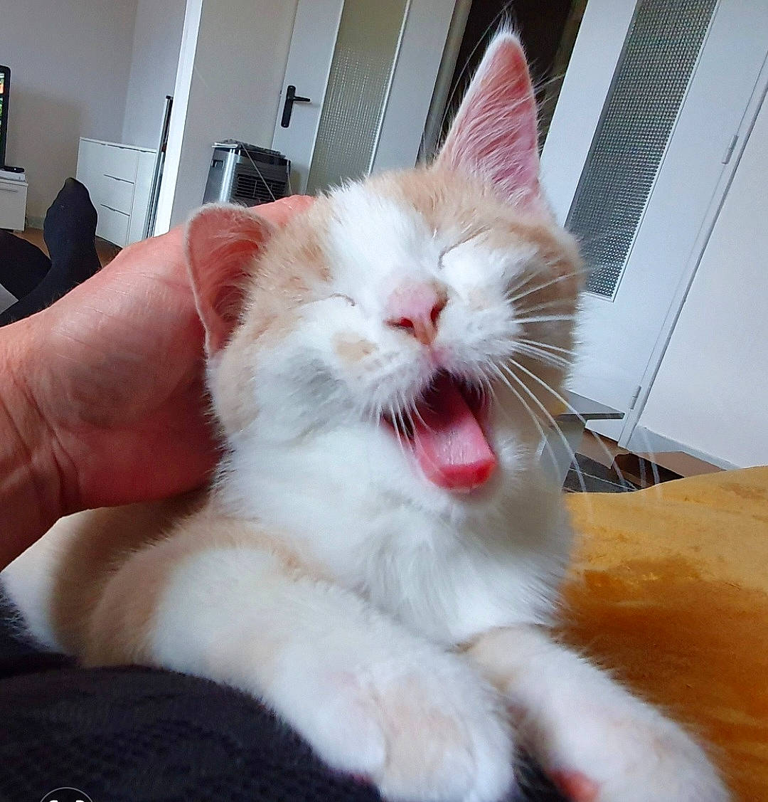 Sonic a rejoint le concours — aidez-le/la à gagner de superbes lots ! carnivore, cat, claw, comfort, domestic_short_haired_cat, fang, felidae, fur, gesture, jaw, paw, small_to_medium_sized_cats, smile, snout, tail, tooth, whiskers