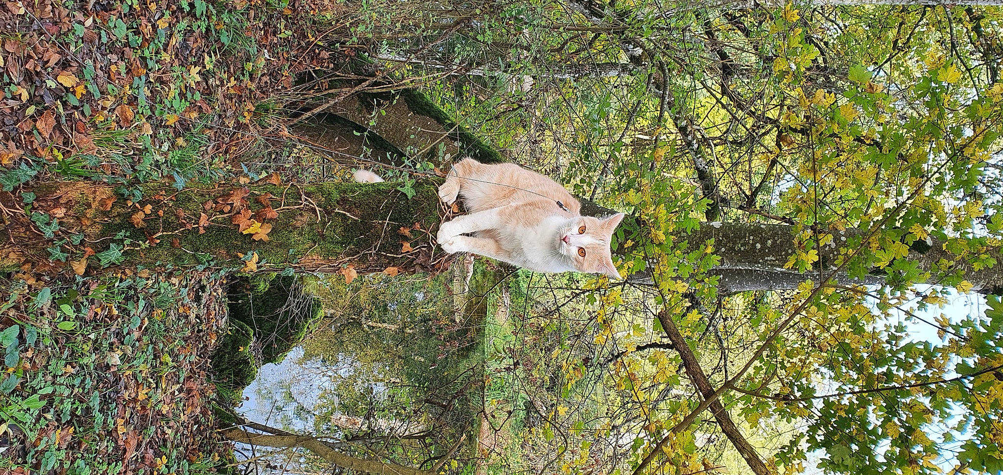 Sonic a rejoint le concours — aidez-le/la à gagner de superbes lots ! birch_family, fawn, felidae, forest, fur, grass, northern_hardwood_forest, plant, reflection, shrub, small_to_medium_sized_cats, tail, temperate_broadleaf_and_mixed_forest, terrestrial_animal, tree, trunk, twig, water, wildlife, wood