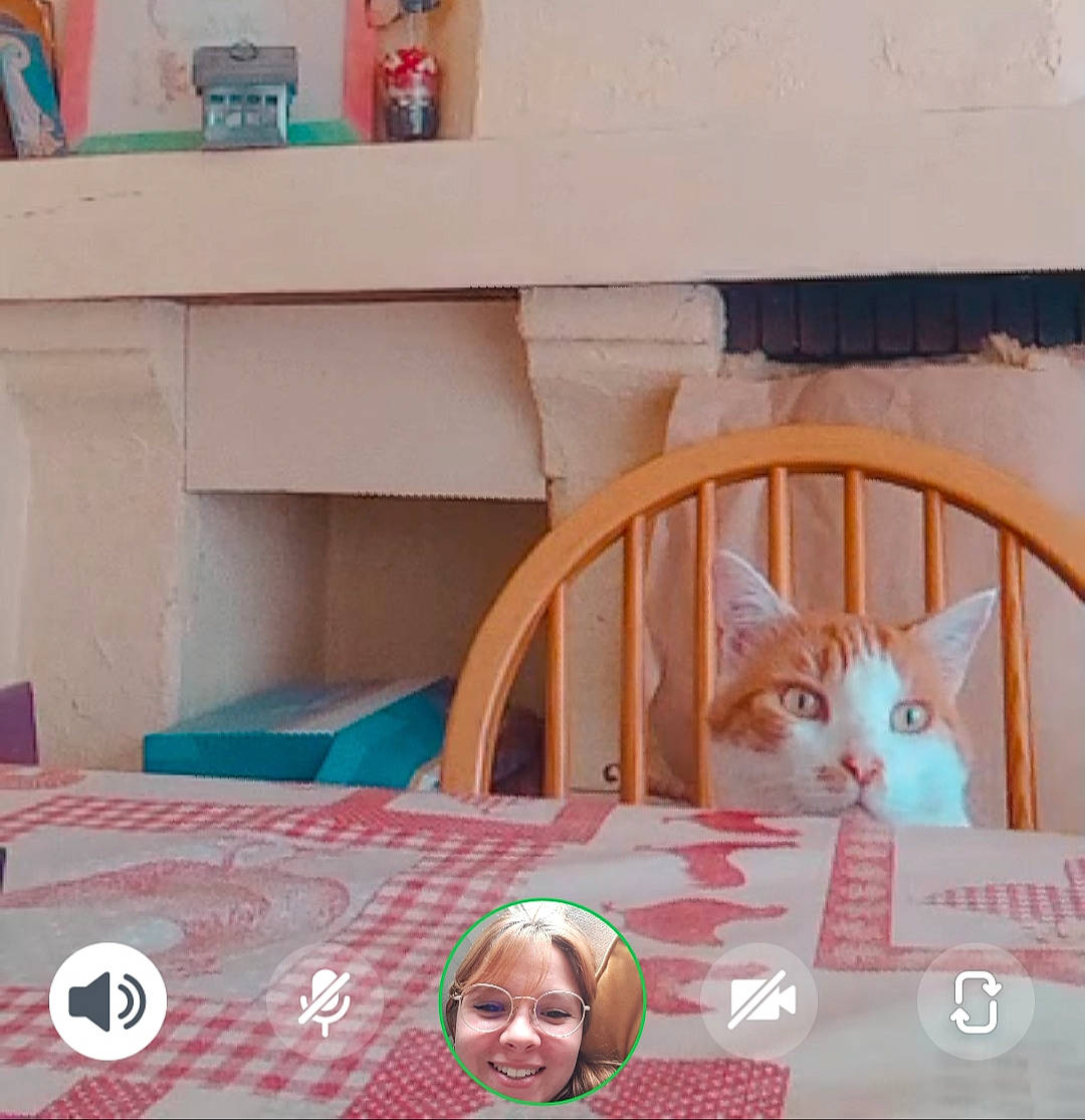 Choubaka a rejoint le concours — aidez-le/la à gagner de superbes lots ! cardboard, carnivore, cat, felidae, furniture, kitten, room, small_to_medium_sized_cats, whiskers, window