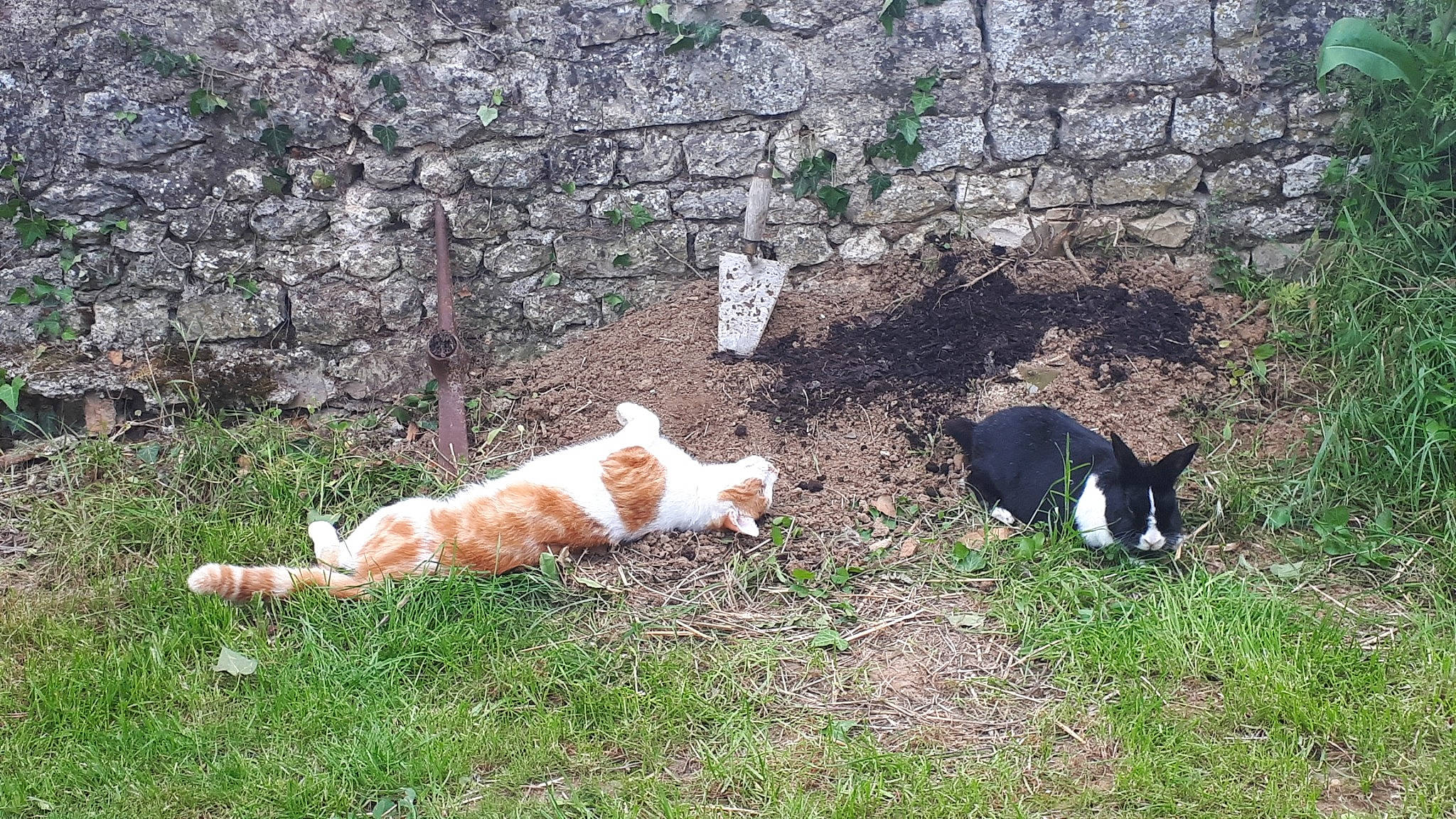 Choubaka participe au concours pour gagner de l'argent avec cette photo : canidae, carnivore, cat, dog, dog_breed, felidae, grass, small_to_medium_sized_cats, tail