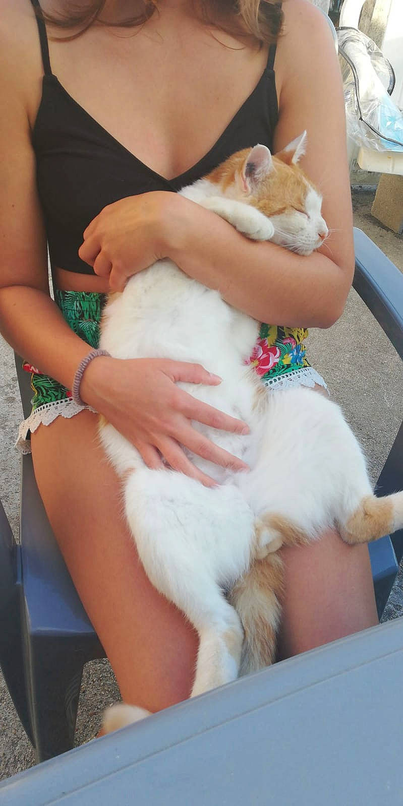 Choubaka a rejoint le concours — aidez-le/la à gagner de superbes lots ! canidae, carnivore, companion_dog, dog, dog_breed, fawn, pomeranian, puppy_love, sporting_group