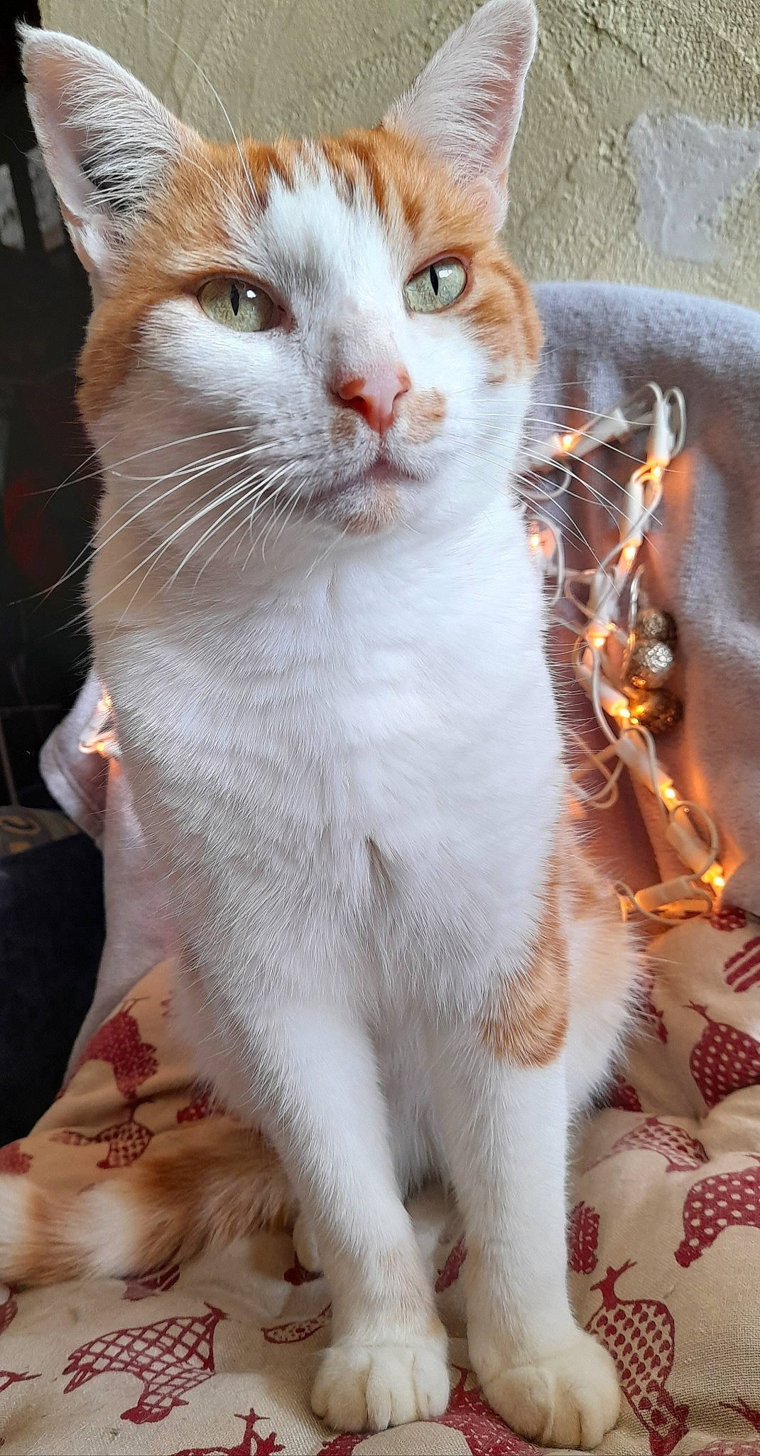 Choubaka participe au concours pour gagner de l'argent avec cette photo : aegean_cat, american_wirehair, arabian_mau, asian, carnivore, cat, domestic_short_haired_cat, european_shorthair, fawn, felidae, german_rex, japanese_bobtail, kitten, mammal, polydactyl_cat, small_to_medium_sized_cats, turkish_van, whiskers