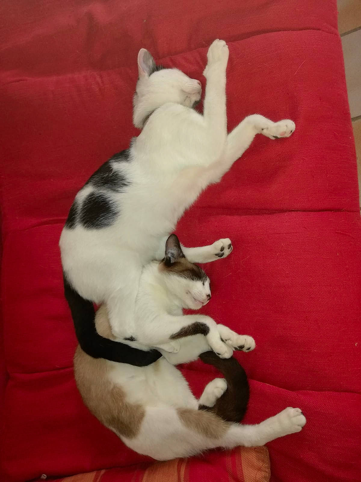 Passoã a rejoint le concours — aidez-le/la à gagner de superbes lots ! canidae, carnivore, cat, companion_dog, dog, dog_breed, felidae, mammal, paw, puppy, tail