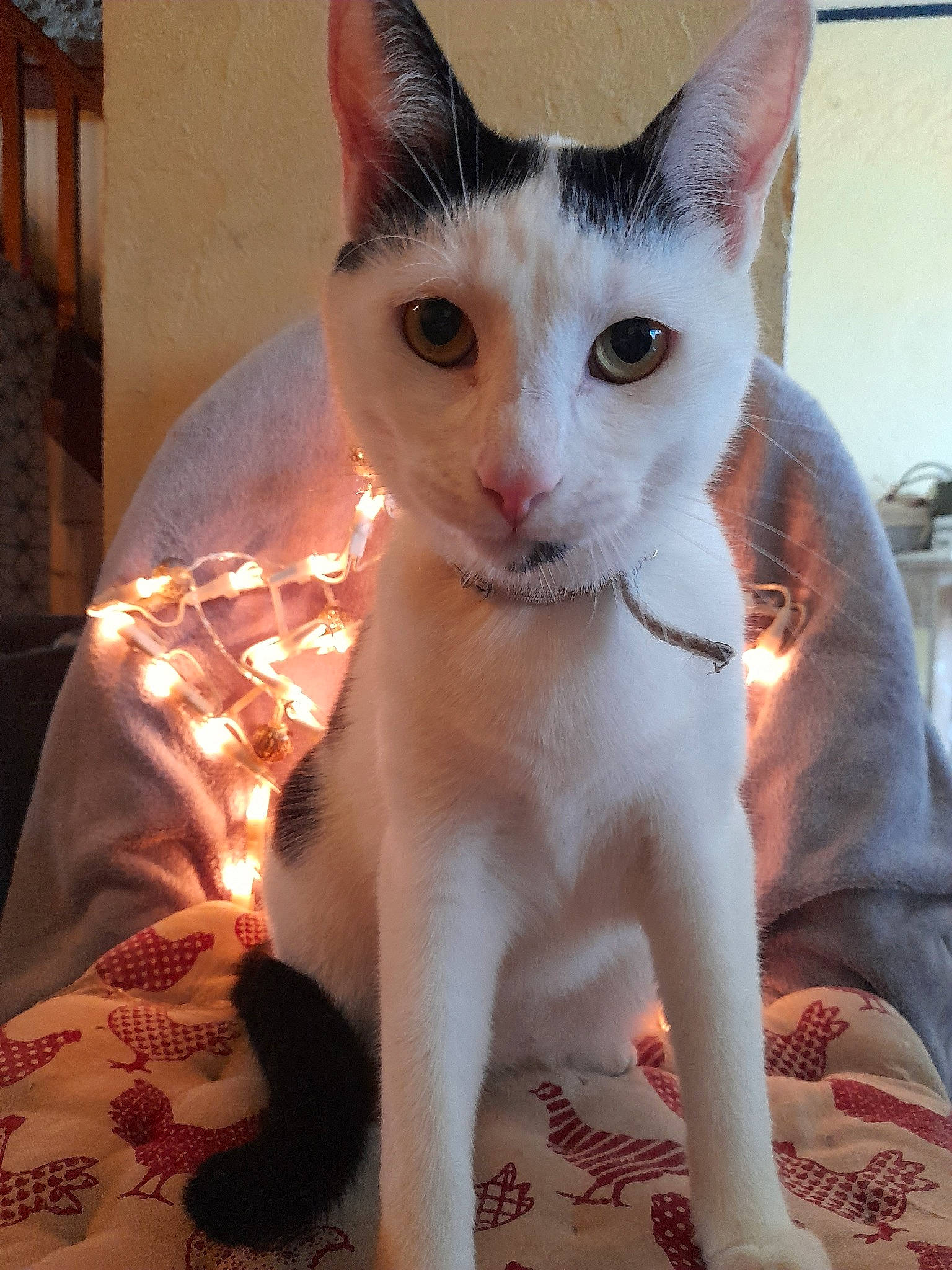 Passoã participe au concours pour gagner de l'argent avec cette photo : aegean_cat, arabian_mau, asian, carnivore, cat, eye, fawn, felidae, german_rex, javanese, khao_manee, kitten, mammal, small_to_medium_sized_cats, snout, tail, turkish_van, whiskers