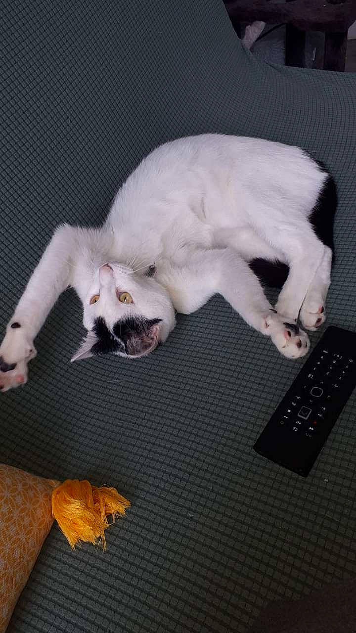 Passoã participe au concours pour gagner de l'argent avec cette photo : canidae, carnivore, cat, claw, felidae, paper, paw, small_to_medium_sized_cats, tail