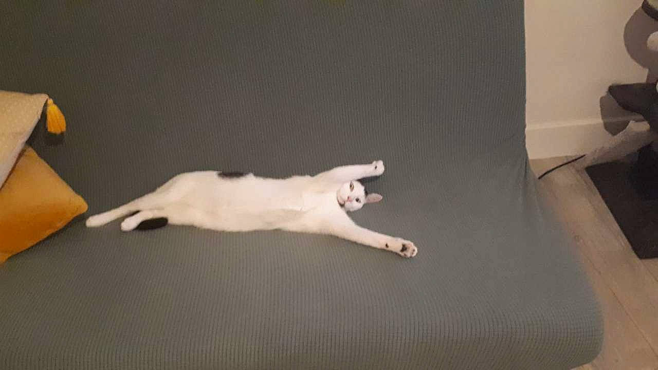 Passoã a rejoint le concours — aidez-le/la à gagner de superbes lots ! canidae, carnivore, cat, felidae, paw, tail