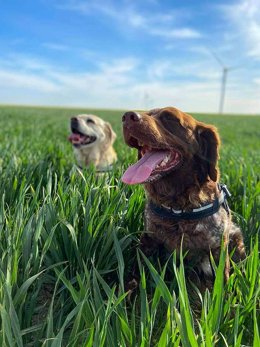 Harley a rejoint le concours — aidez-le/la à gagner de superbes lots ! canidae, carnivore, cloud, companion_dog, dog, dog_breed, fawn, grass, grassland, gun_dog, happy, liver, mammal, meadow, plant, sky, snout, sporting_group, summer, vertebrate