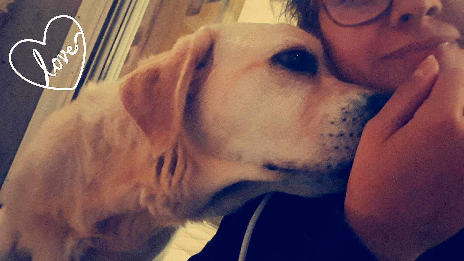 Harley a rejoint le concours — aidez-le/la à gagner de superbes lots ! canidae, carnivore, cheek, companion_dog, dog, dog_breed, ear, eye, fawn, head, labrador_retriever, mouth, nose, photography, puppy, puppy_love, retriever, selfie, snout, sporting_group