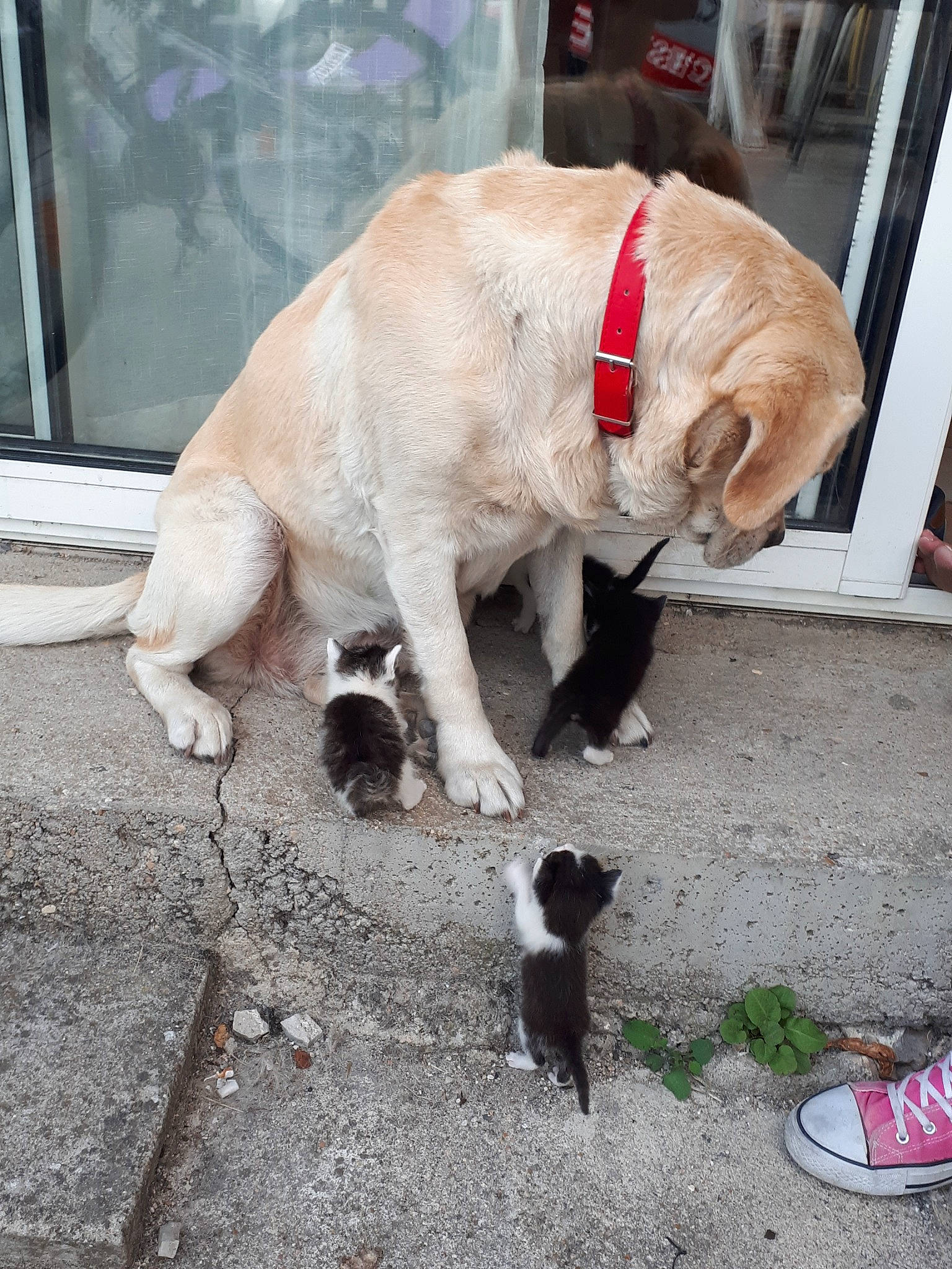 Harley a rejoint le concours — aidez-le/la à gagner de superbes lots ! canidae, carnivore, cat, companion_dog, dog, dog_breed, fawn, felidae, pug, retriever, snout, sporting_group, street_dog, tail, toy_dog