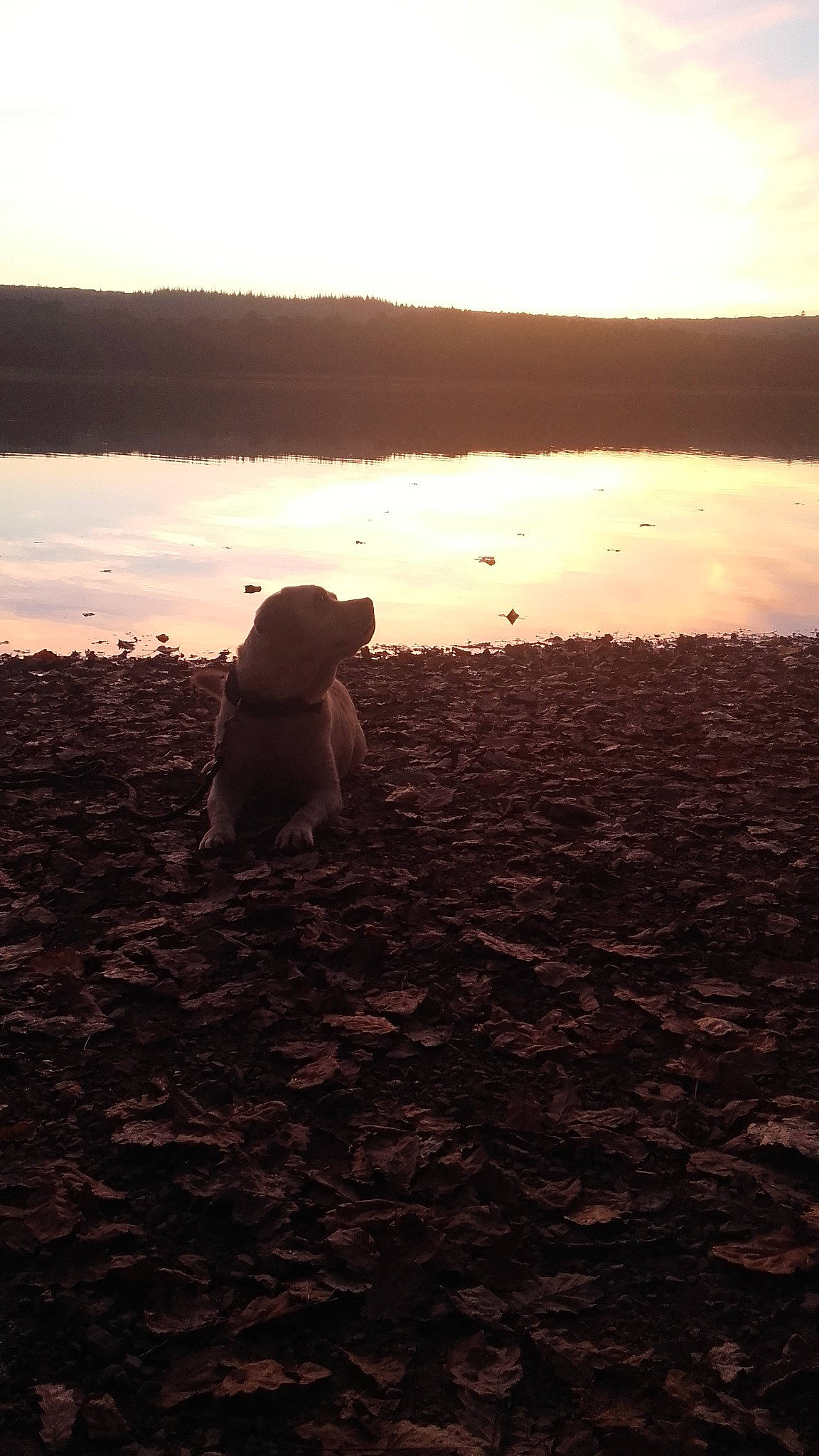Harley a rejoint le concours — aidez-le/la à gagner de superbes lots ! canidae, cloud, evening, horizon, landscape, ocean, sea, sky, soil, sunlight, sunset, vacation
