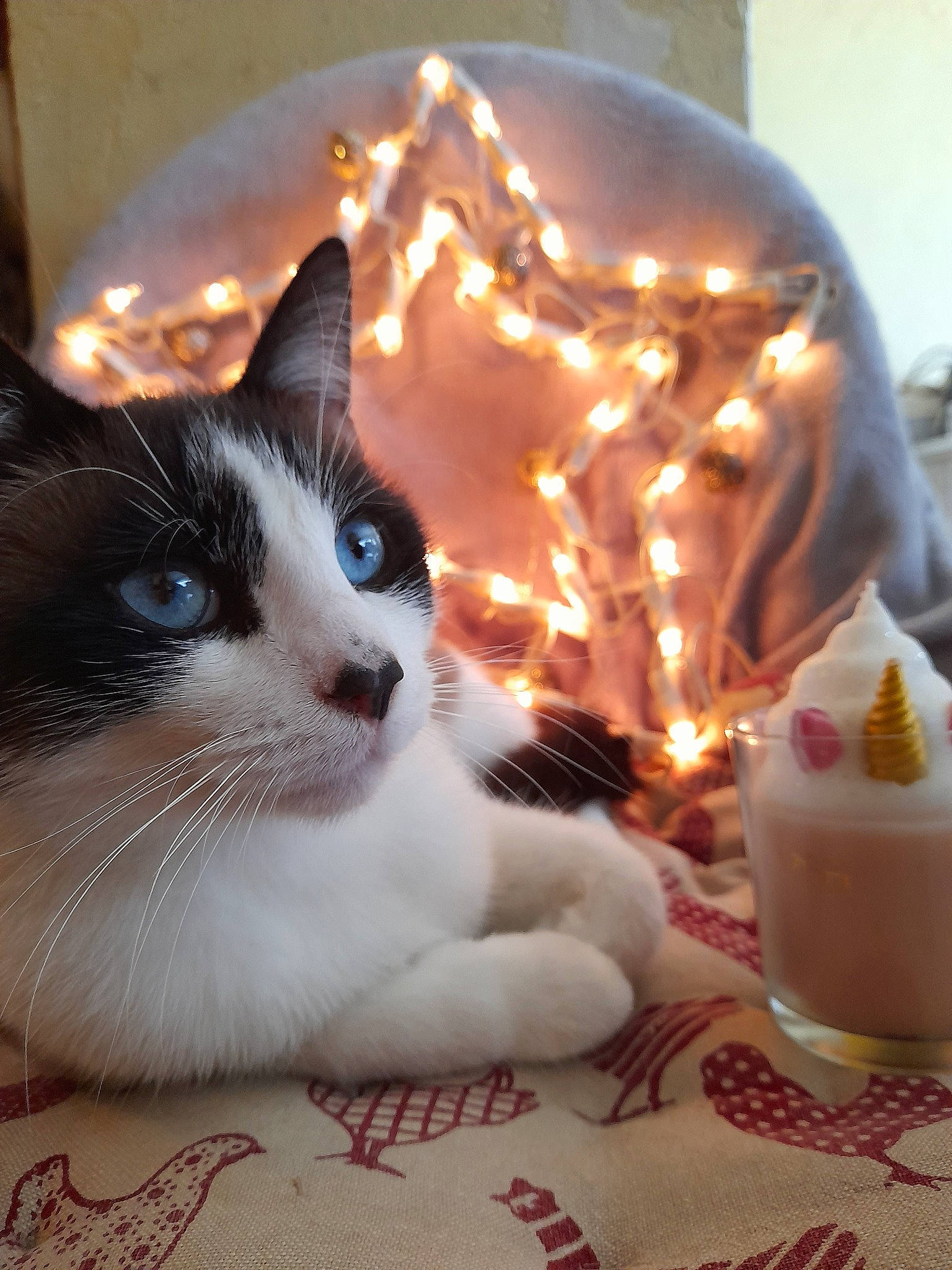 Groot participe au concours pour gagner de l'argent avec cette photo : american_wirehair, candle, carnivore, cat, christmas, christmas_decoration, domestic_short_haired_cat, fawn, felidae, interior_design, kitten, lighting, small_to_medium_sized_cats, whiskers