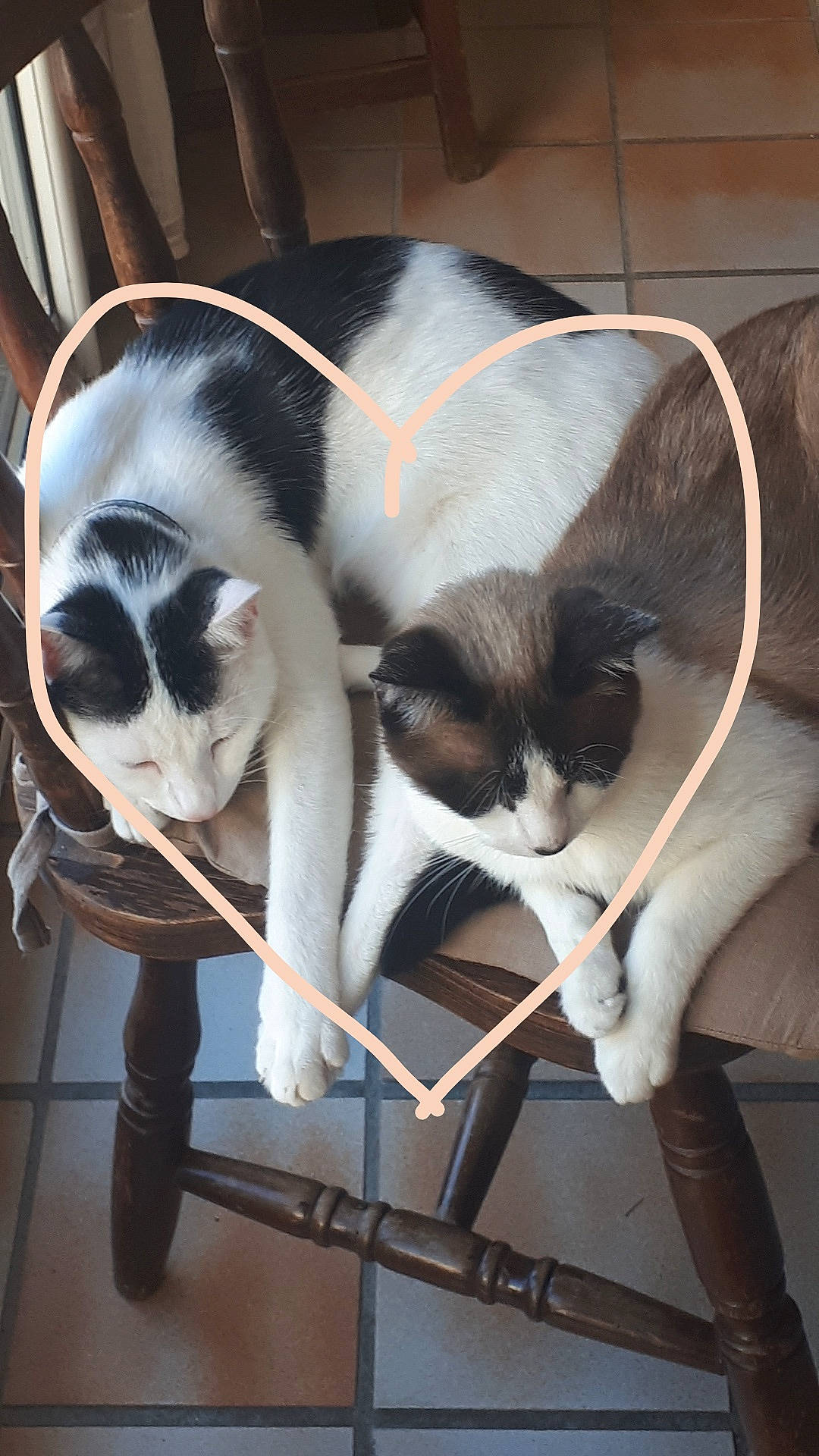 Groot participe au concours pour gagner de l'argent avec cette photo : carnivore, cat, felidae, kitten, mammal, small_to_medium_sized_cats, tail, whiskers