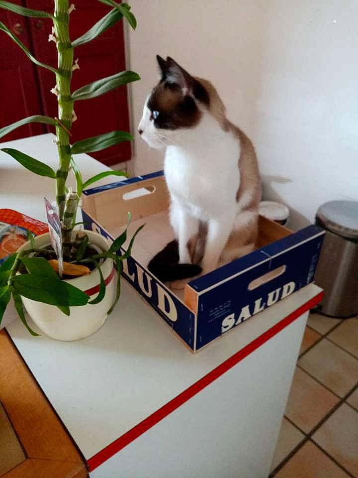 Groot participe au concours pour gagner de l'argent avec cette photo : carnivore, cat, domestic_short_haired_cat, felidae, flowerpot, houseplant, plant, small_to_medium_sized_cats, tail, thai, whiskers