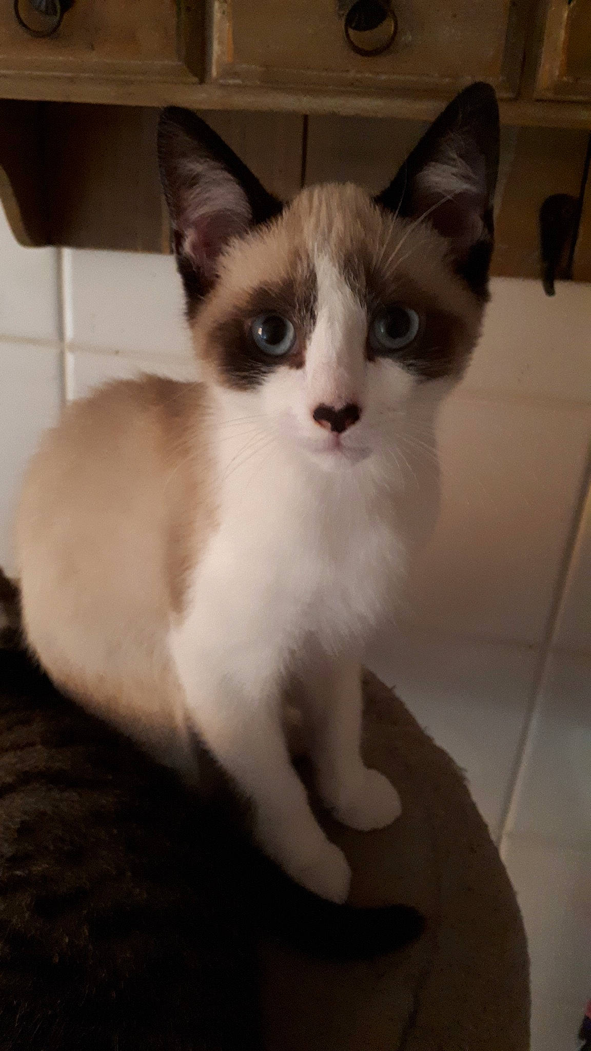 Groot a rejoint le concours — aidez-le/la à gagner de superbes lots ! asian, balinese, burmese, carnivore, cat, domestic_short_haired_cat, eye, felidae, javanese, kitten, mammal, ojos_azules, siamese, small_to_medium_sized_cats, snowshoe, tail, thai, tonkinese, vertebrate, whiskers