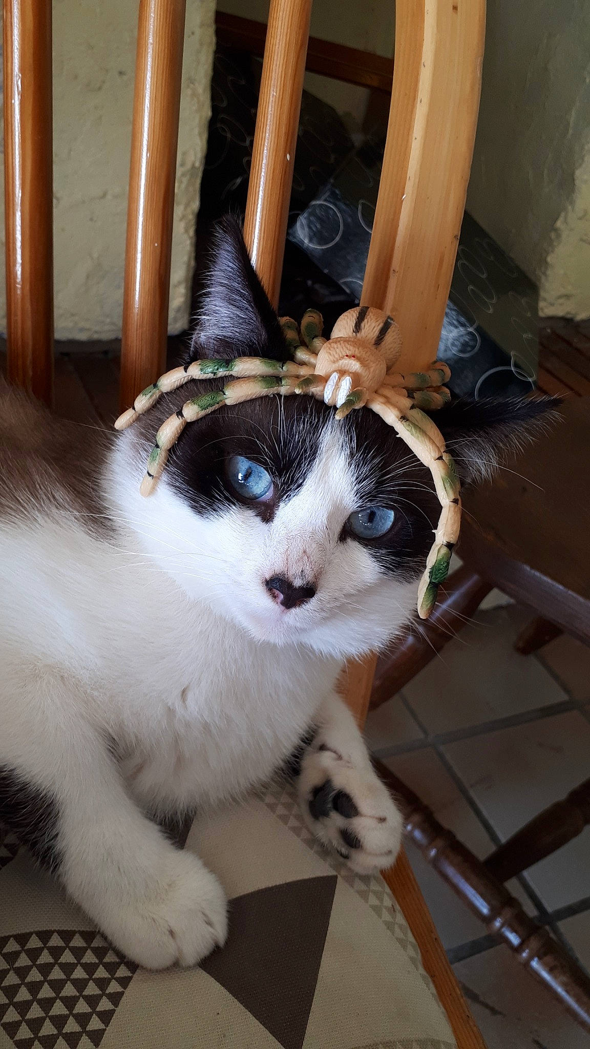 Groot a rejoint le concours — aidez-le/la à gagner de superbes lots ! aegean_cat, american_curl, american_wirehair, asian, carnivore, cat, domestic_short_haired_cat, felidae, mammal, small_to_medium_sized_cats, whiskers