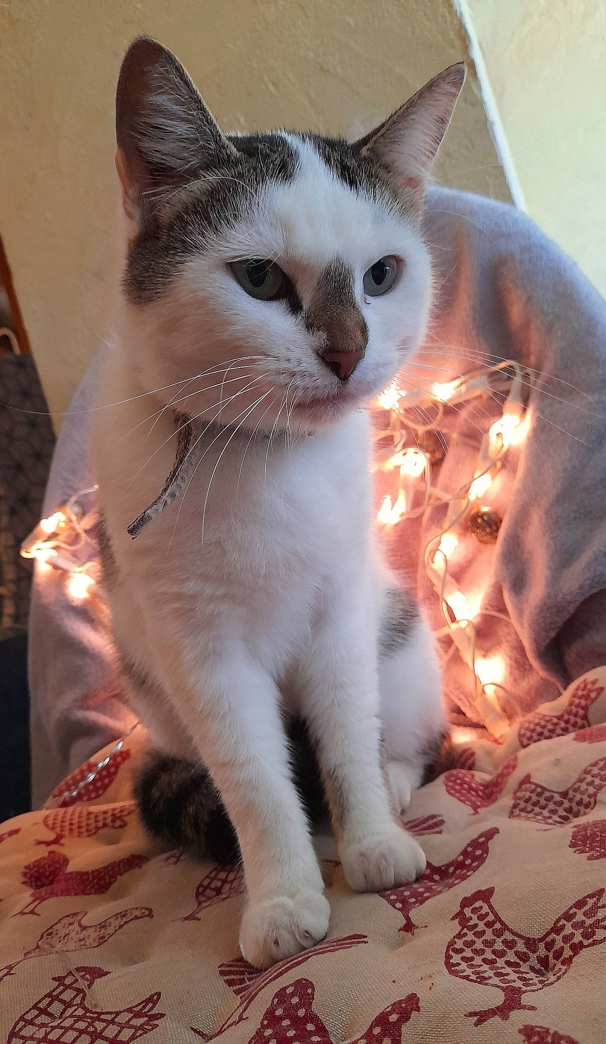 Nesty a rejoint le concours — aidez-le/la à gagner de superbes lots ! aegean_cat, american_wirehair, arabian_mau, asian, balinese, burmilla, carnivore, cat, domestic_short_haired_cat, felidae, german_rex, japanese_bobtail, javanese, mammal, small_to_medium_sized_cats, snout, thai, whiskers