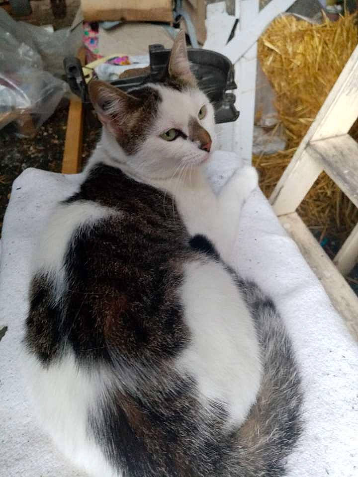 Nesty a rejoint le concours — aidez-le/la à gagner de superbes lots ! aegean_cat, american_wirehair, asian, carnivore, cat, domestic_short_haired_cat, european_shorthair, felidae, fur, japanese_bobtail, kitten, polydactyl_cat, small_to_medium_sized_cats, tail, whiskers