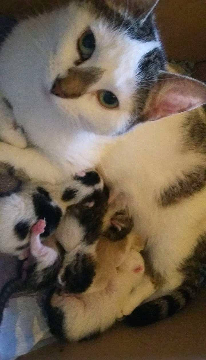 Nesty participe au concours pour gagner de l'argent avec cette photo : aegean_cat, carnivore, cat, european_shorthair, felidae, fur, kitten, mammal, munchkin, paw, polydactyl_cat, small_to_medium_sized_cats, whiskers