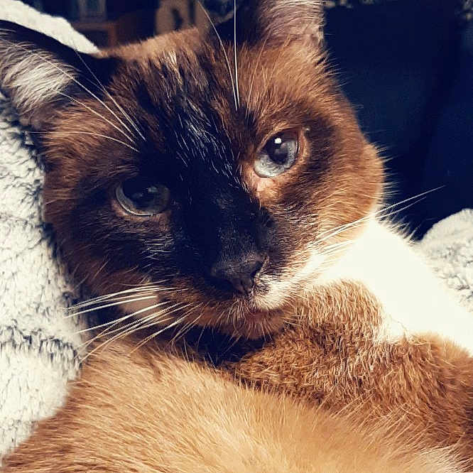 Moustick