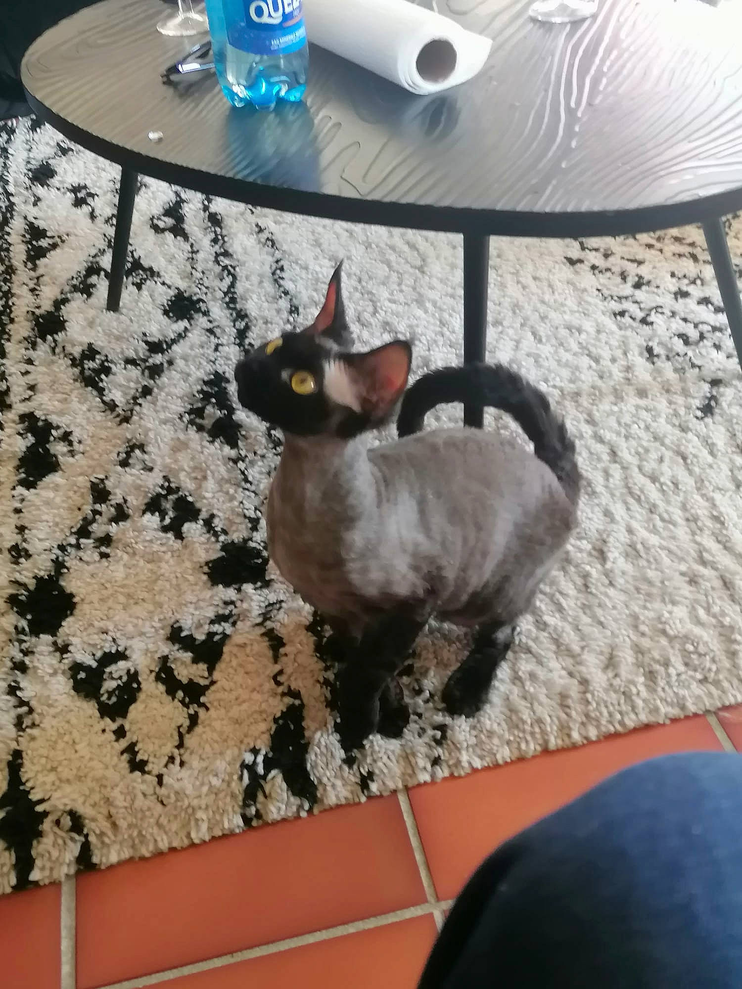 Ubiwan a rejoint le concours — aidez-le/la à gagner de superbes lots ! black, blue, carnivore, cat, chair, drinkware, fawn, felidae, floor, flooring, furniture, grey, interior_design, light, lighting, table, tablecloth, tableware, white, wood