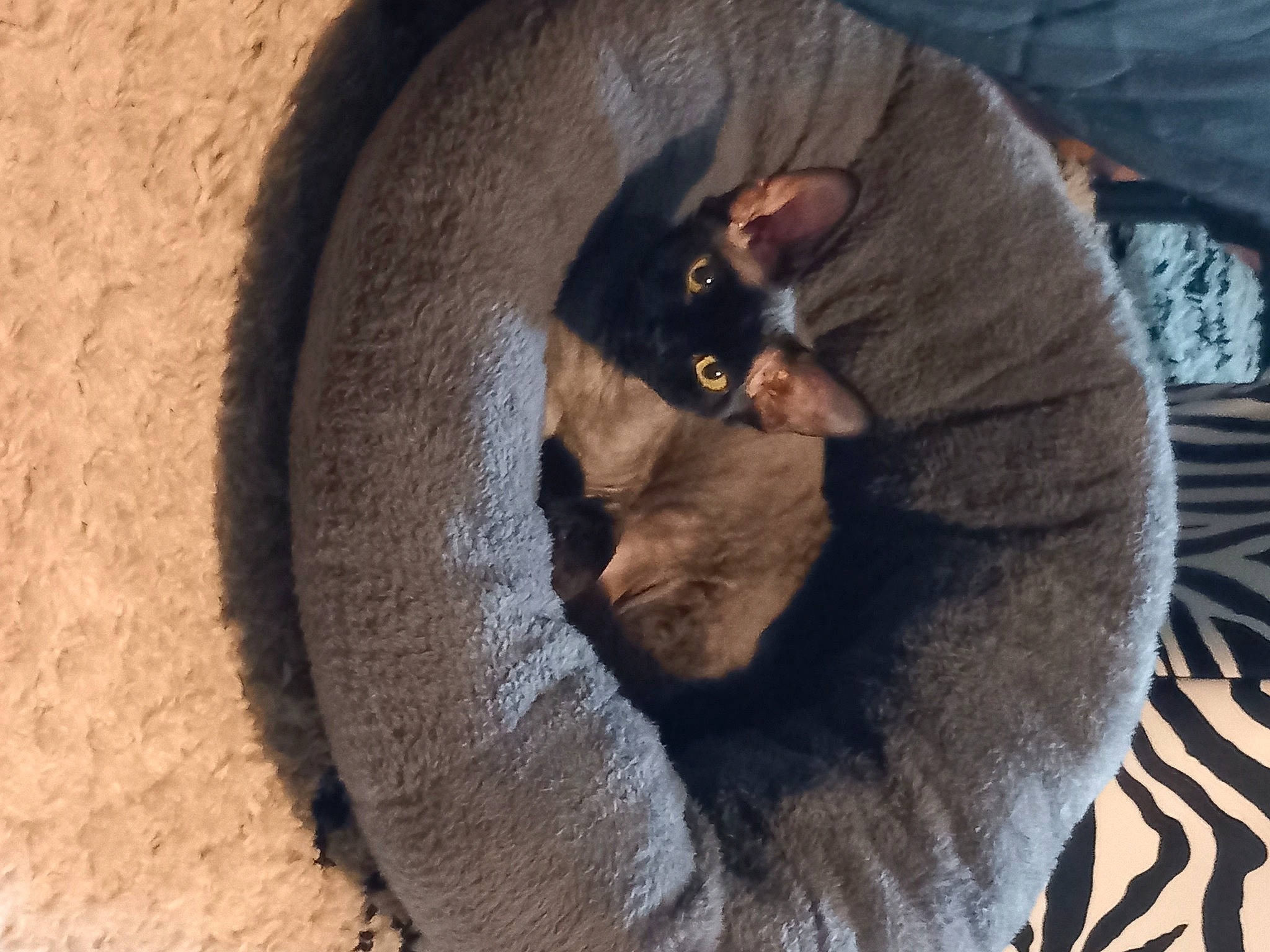 Ubiwan a rejoint le concours — aidez-le/la à gagner de superbes lots ! black_cat, canidae, carnivore, cat, cat_bed, cat_supply, comfort, dog_breed, domestic_short_haired_cat, fawn, felidae, fur, grey, paw, pet_supply, small_to_medium_sized_cats, sporting_group, tail, terrestrial_animal, whiskers