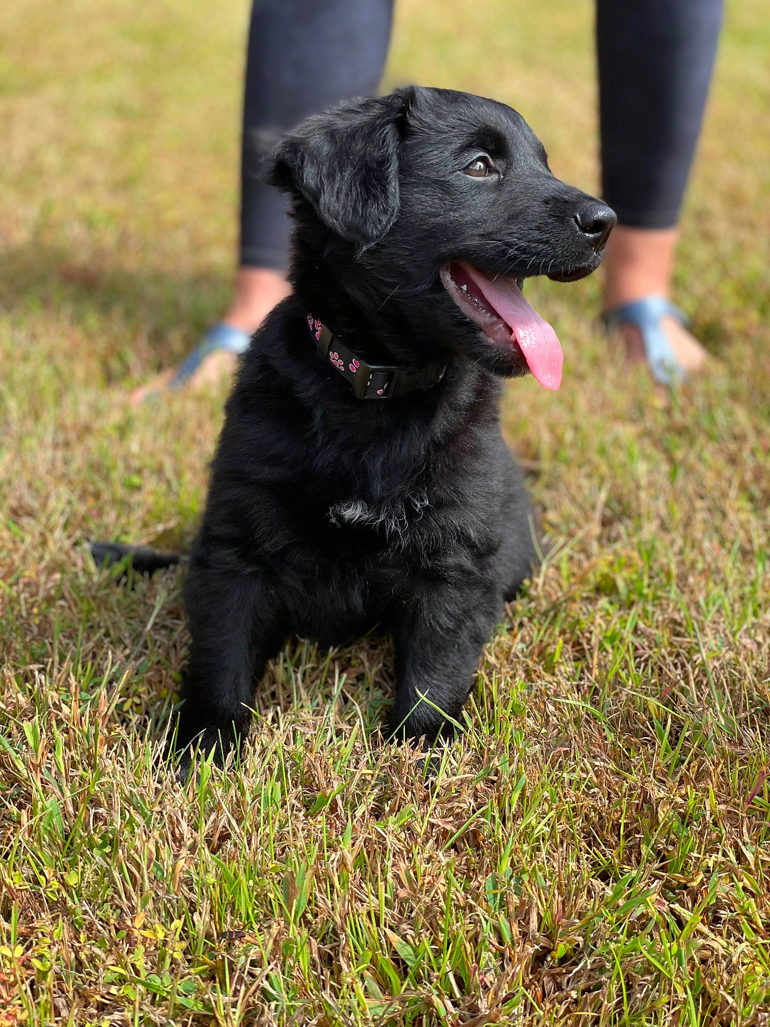 Laney joined the competition — help win amazing prizes! borador, canidae, carnivore, collar, companion_dog, dog, dog_breed, dog_collar, foot, fur, grass, gun_dog, human_leg, hunting_dog, puppy, retriever, sandal, snout, thigh, working_animal